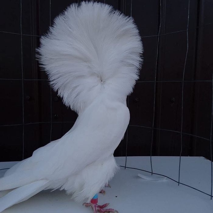 Porumbei jacobini (maria stuart)gulerati