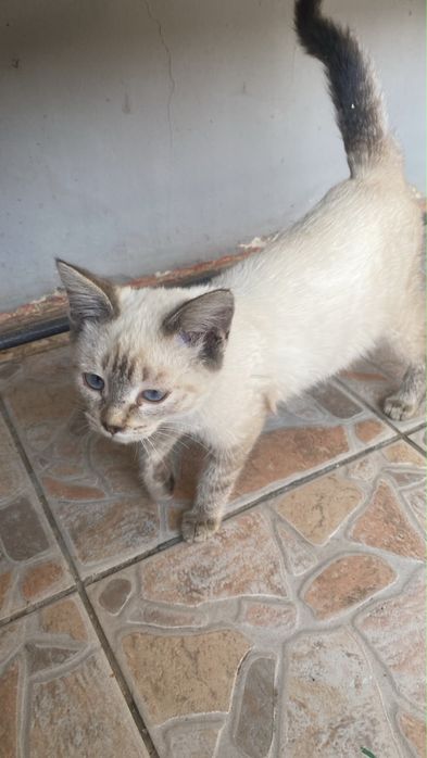 Отдадим котенка в хорошие руки