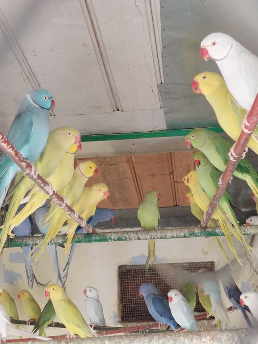 Papagali Micul Alexandar