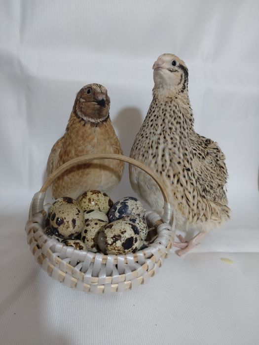 Ouă de Prepeliță proaspete pentru consum sau de incubat