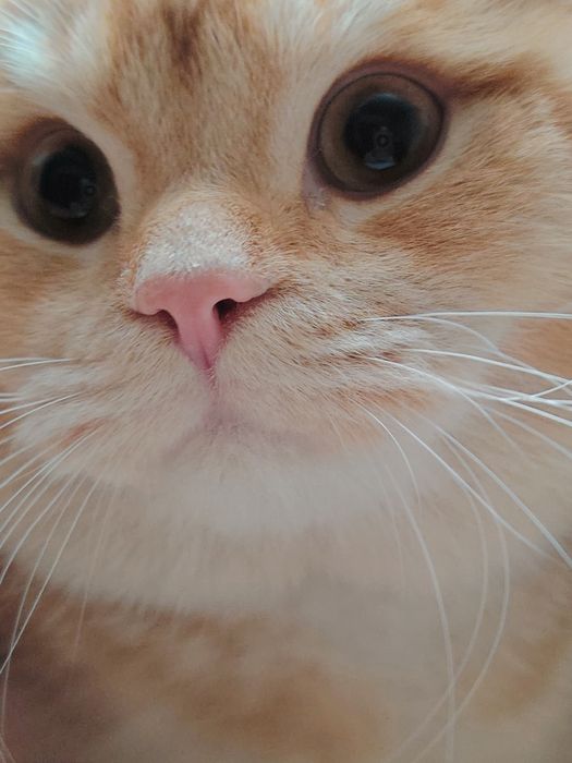 Британская шиншилла 1год