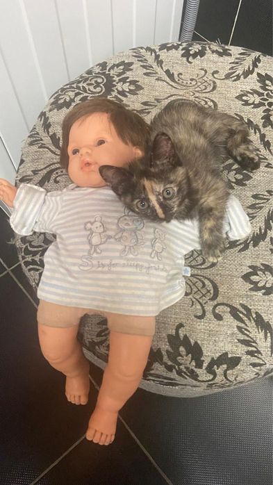 Котята 2,5 месяца