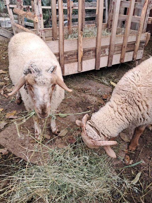 Berbecuți de vânzare