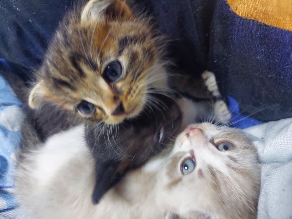 Котята, 2 месяца