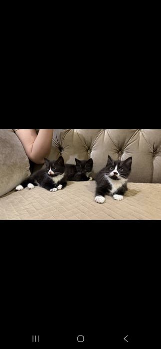 Британские котята 2 месяцев  им