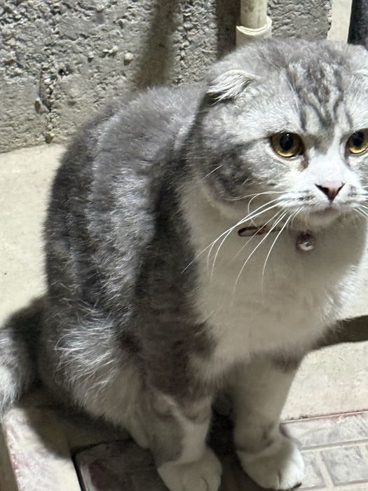 9 oyli aqilliy mushuk