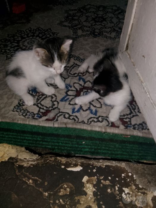 Tekin mushuk bolalari bor 3ta