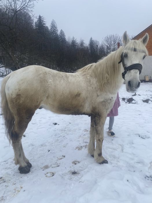 Vand cal de 9 ani cal de tras probe la fata locului pret 5000 lei nego