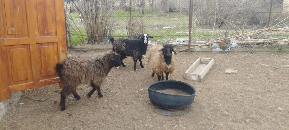 2- шібіш, 1-тоқты сатылады