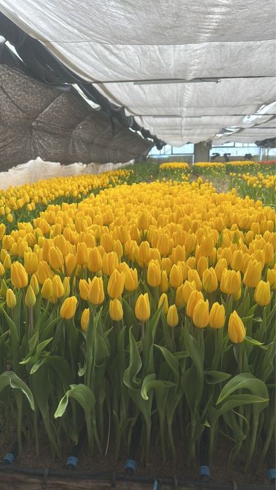 Тюльпаны 60-65 см есть наличия четыре цвета