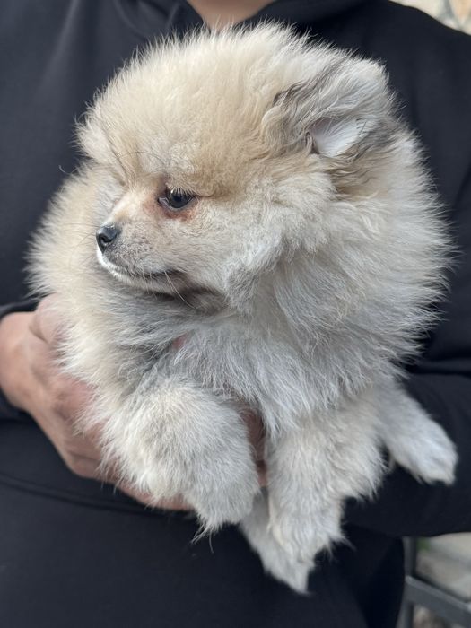 Померан Мъжки на 2 месеца