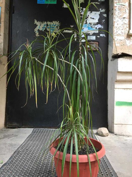 Продам драцену большую