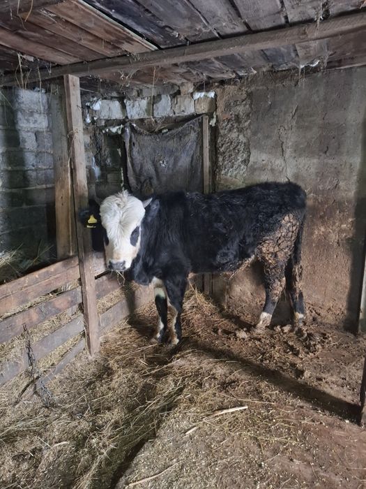 Продам быков,стоят на откорме