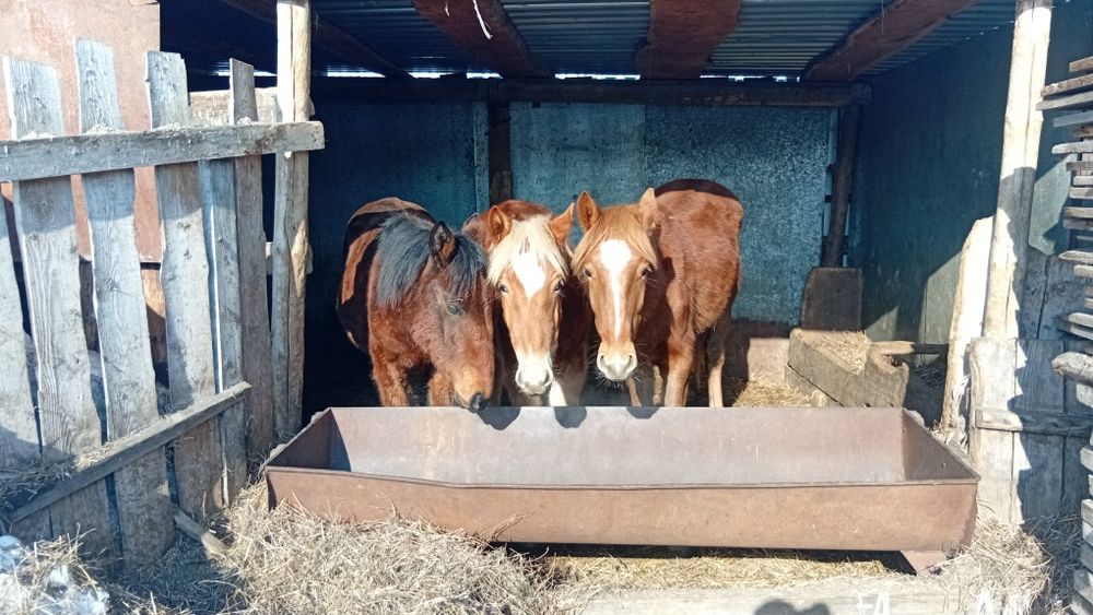 Жеребята годовалые