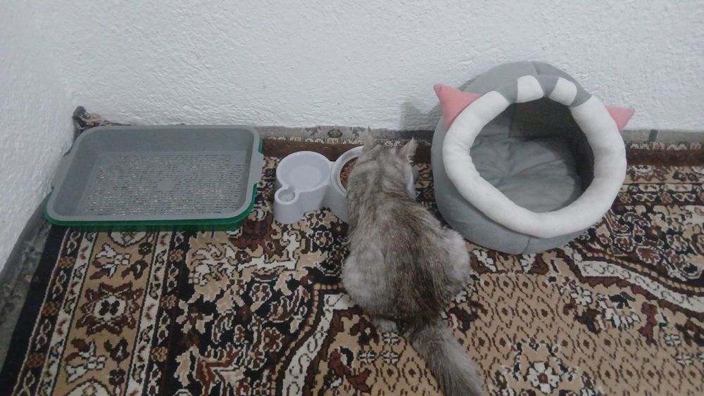 Продаю кошку девочка