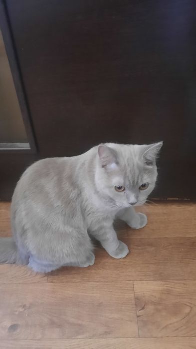 Британский котёнок