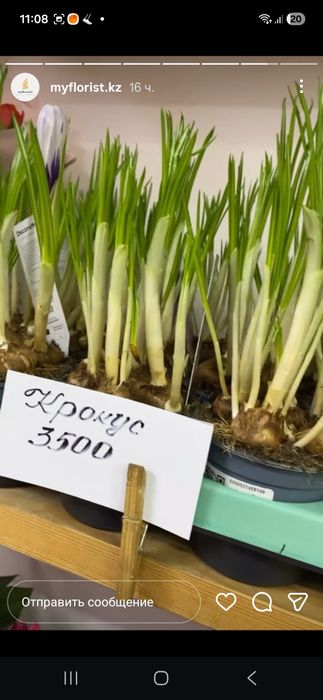 Продам комнатные цветы на подарок. Цветущие