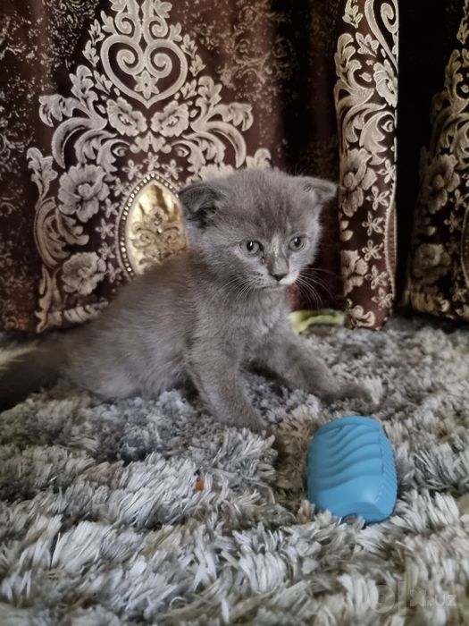Вислоухие котята Скоттиш Фолды.