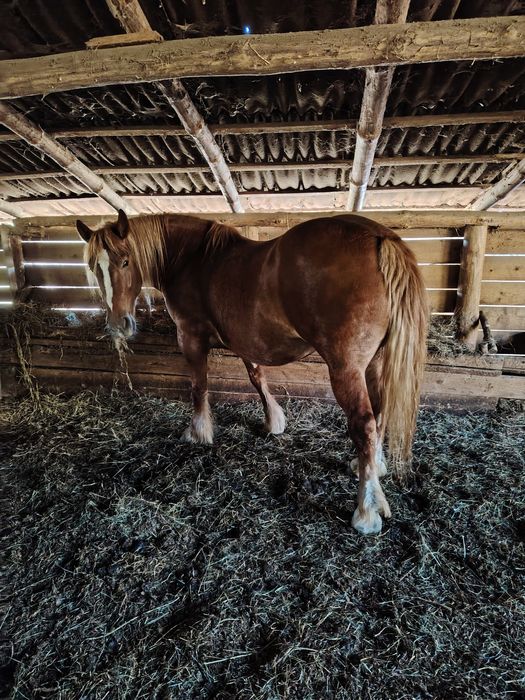 Mânjii și iapă de vânzare
