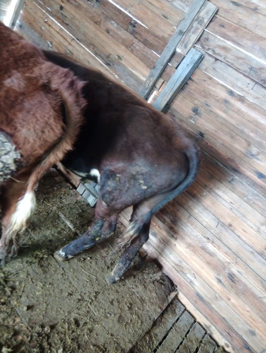 Продаю быка домашнее но