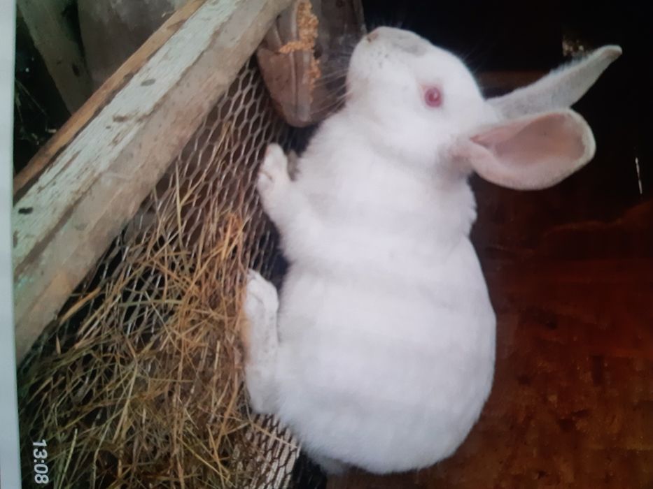 Продам рабочих молодых кролов