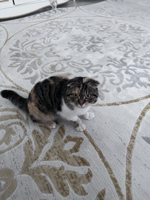 Шотландский мысық