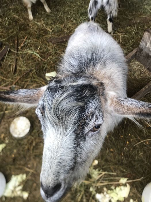 Козлы на случку