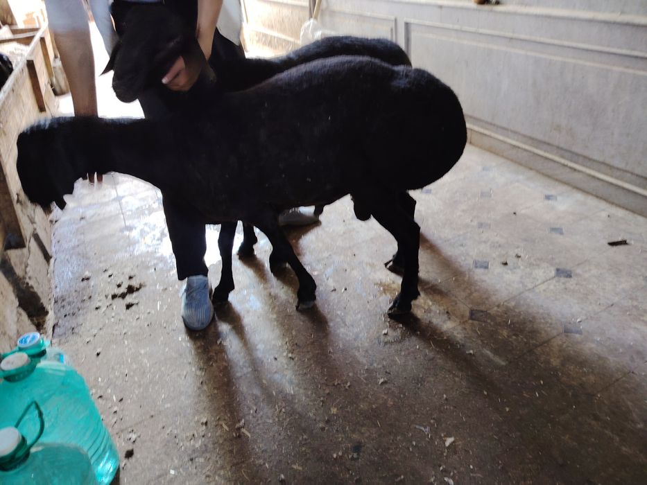 Quyla sotiladi 1tasi quzi bitasi 2tish uzimizi quy yeb ichishiga kafol