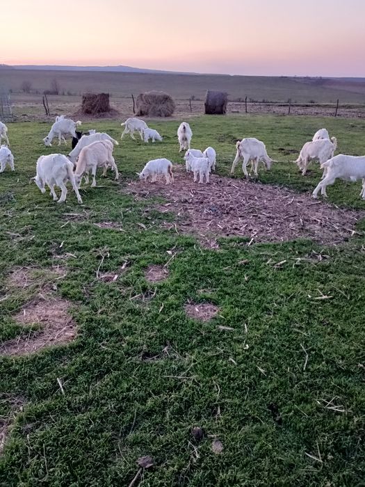 IEZI  și cirlani de vînzare ,capre cu lapte