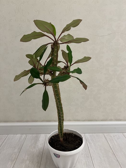 Продается пальма 70 см