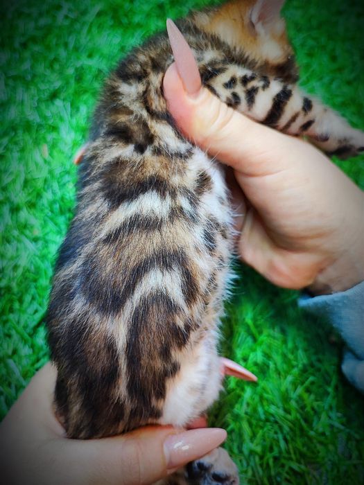 Бенгальские котята