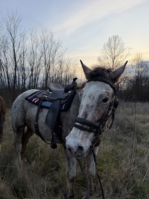 Cal de drumetie pentru oricine! Appaloosa iapa de calarie