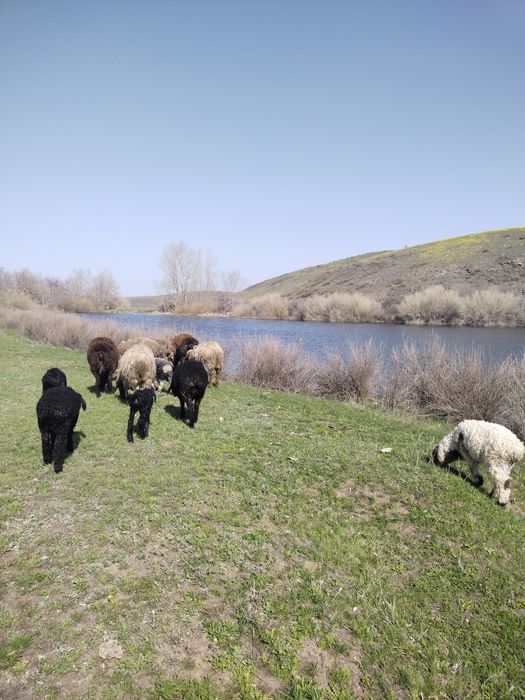 Поселок аршалы  ,