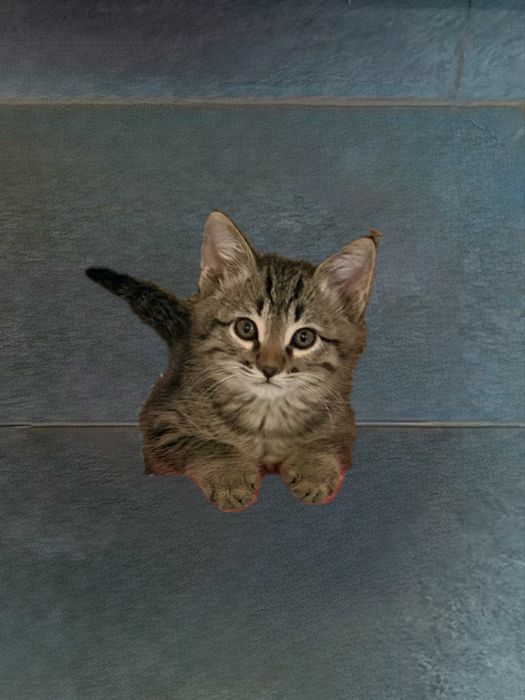 Милые котята 2 меяцев