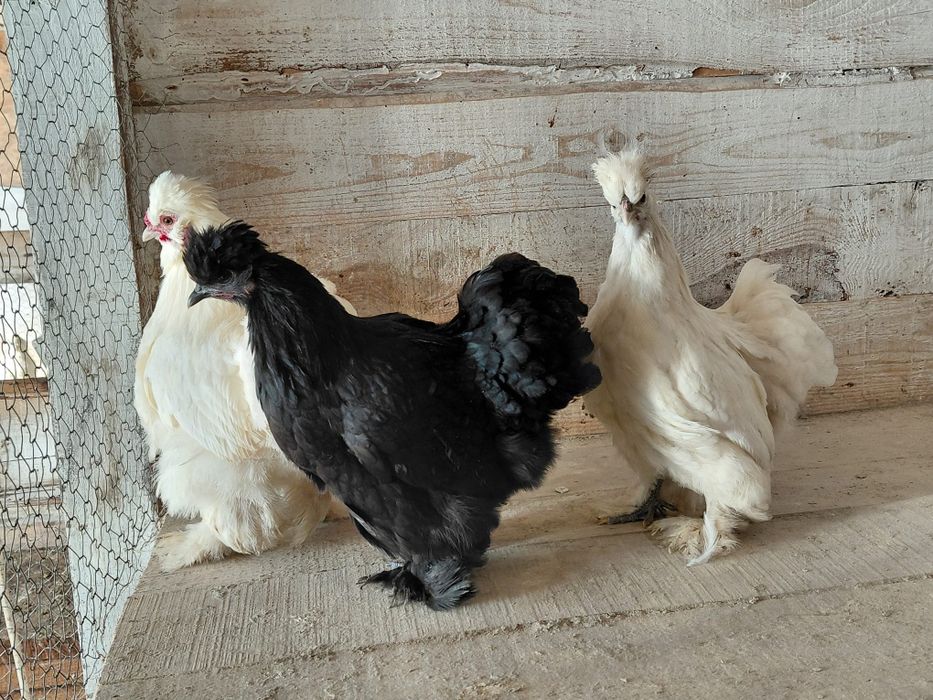 Cochin, mătase,si metisuri