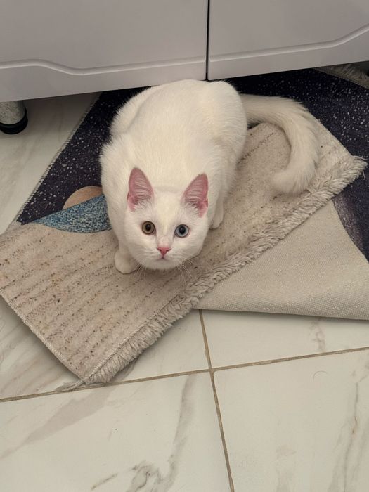 Отдам кота В ХОРОШИЕ РУКИ!
