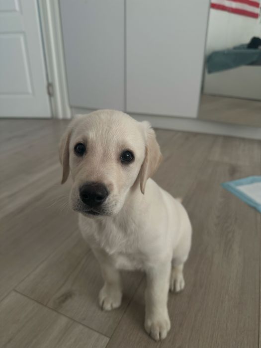Лабрадор | щенок