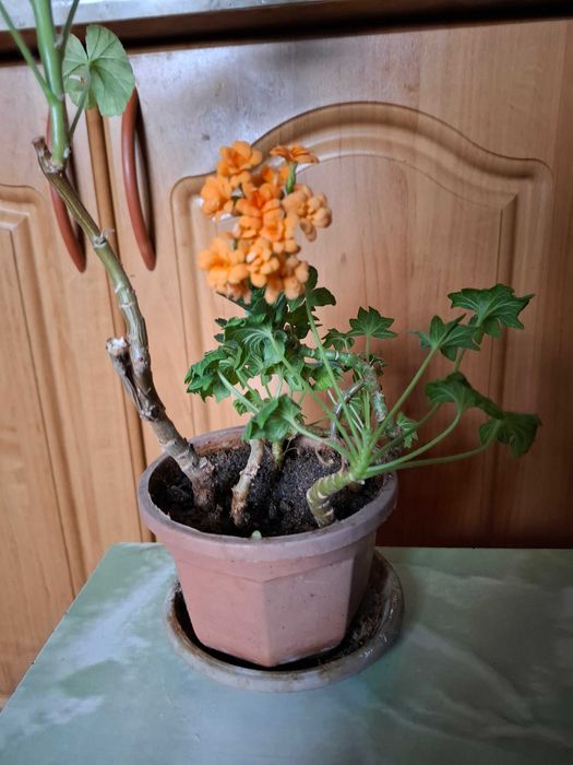 Комнатные цветы, разные