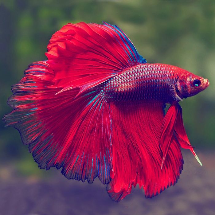 Петушок супер дельта, сомик