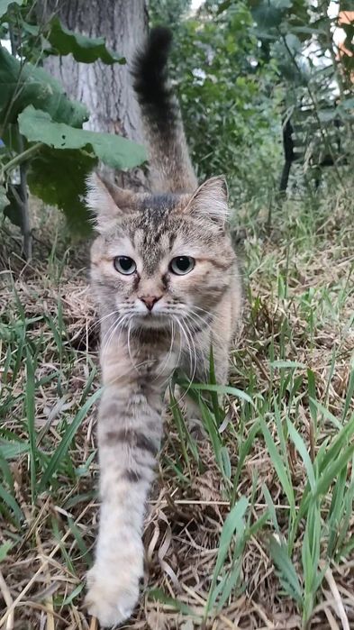 Кошка, стерилизованая, ласковая