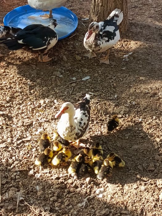 Индоутка сотилади