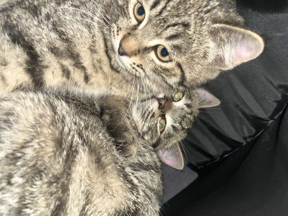 Котята пацаны.