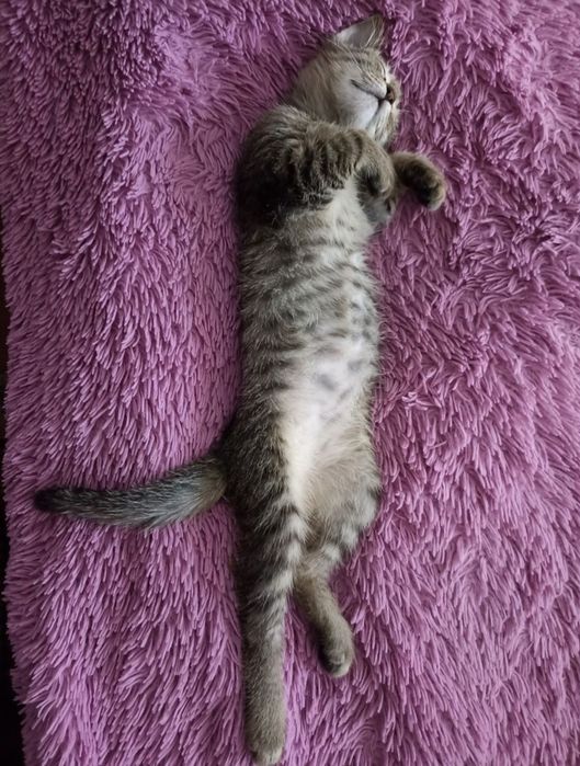 Подарим котёнка в добрые ручки.