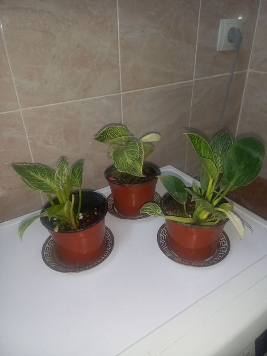 Комнатние растениа