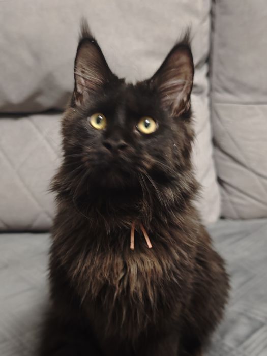 Мальчики Мейн Кунчики