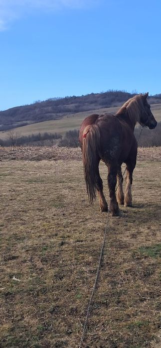 Cal cu acte de vânzare