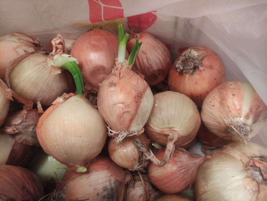 Продам лук по 50 тенге