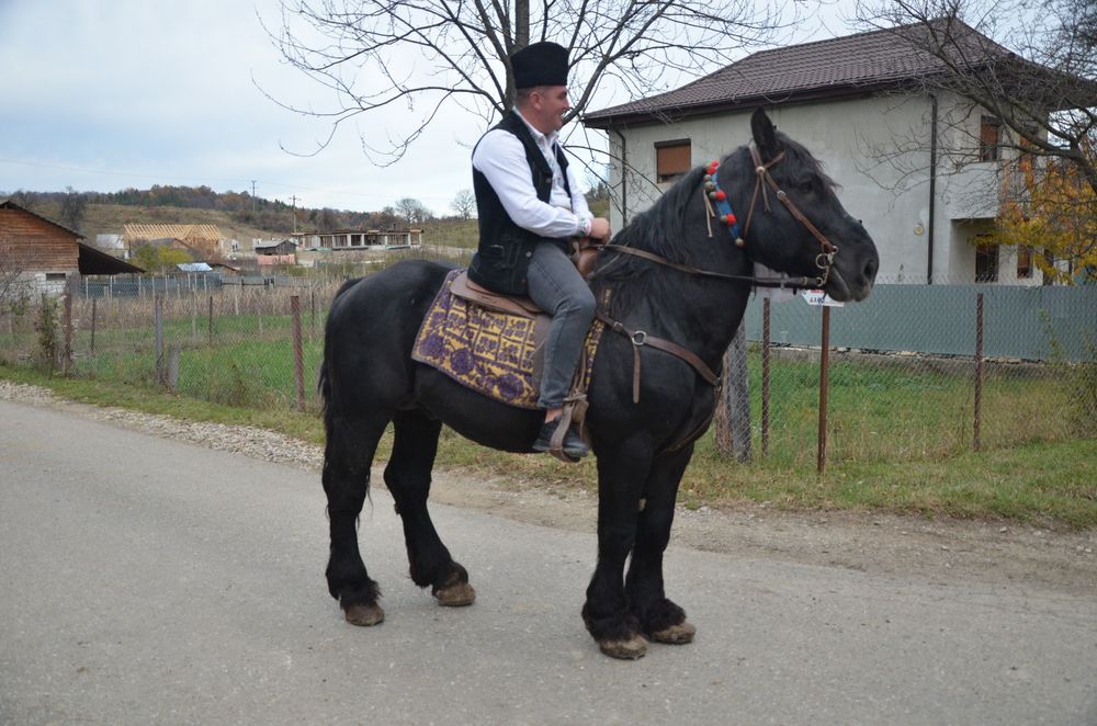 Vând 2 armasari negri, 3 și 6 ani