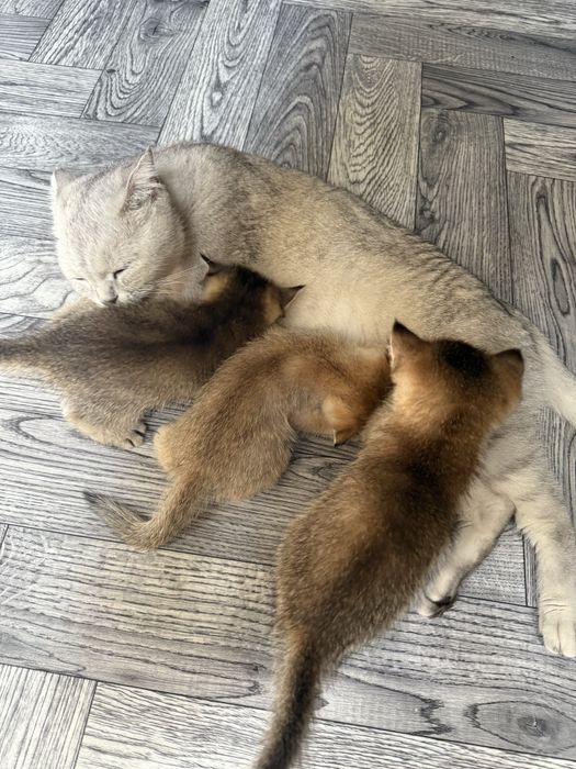 Продаются котята Золотые шиншилы!!!возраст1.5 месяца