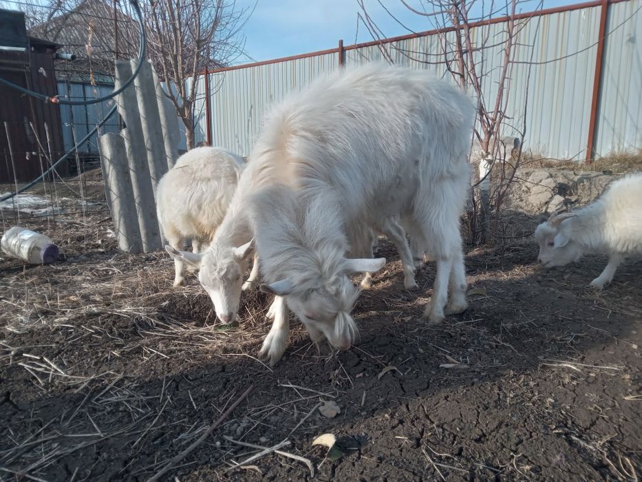 Козел теке вязка